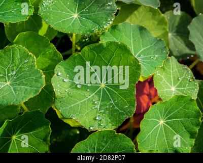 Closeup of water droplets on nasturtium leaves growing in a UK garden. Stock Photo