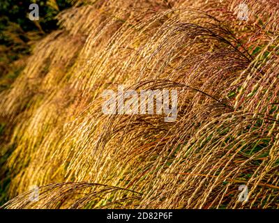 Ornamental grass seedheads growing in a UK garden. Stock Photo