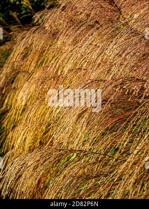 Ornamental grass seedheads growing in a UK garden. Stock Photo