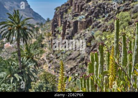Valley with cactus and palm trees in Tenerife, Spain. Stock Photo