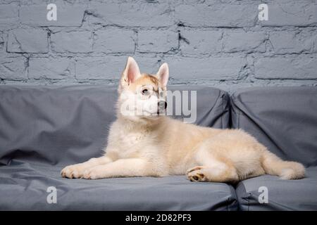Funny puppy husky breed age 2.5 months of light color on a gray sofa at home on a brick wall background. Smiling face of domestic pure bred dog with
