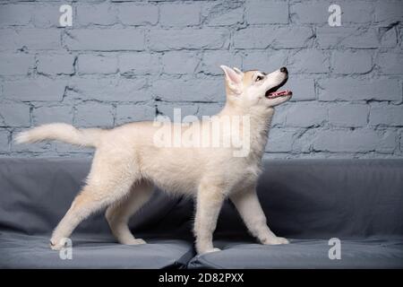 An active cheerful puppy of the age of two and a half months, a female of the light red husky breed is having fun in the living room on a gray sofa in