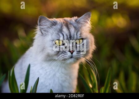 Close up portrait of very beautiful grey domestic purebred cat with big green eyes sitting outside on the grass in the garden. Stock Photo