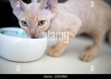 Feeding cat with tuna tin. Devon Rex kitten eats wet food from white ceramic plate placed on the wooden floor and place mat. Selective focus Stock Photo