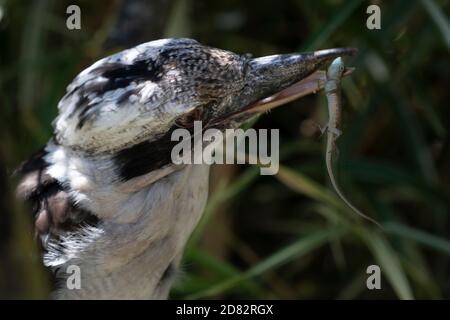 Close up on an Australian Kookaburra, terrestrial tree kingfishers Stock Photo