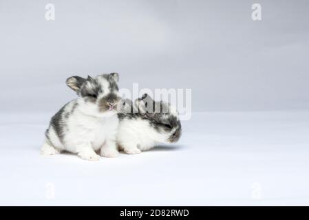 Two Baby Bunnies on White Background Stock Photo