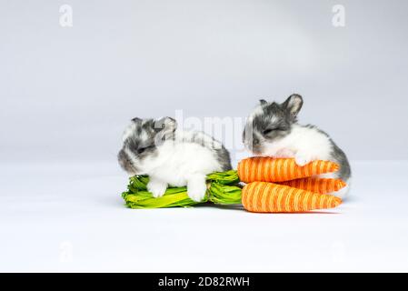 Two Baby Bunnies Sitting by Some Carrots Stock Photo