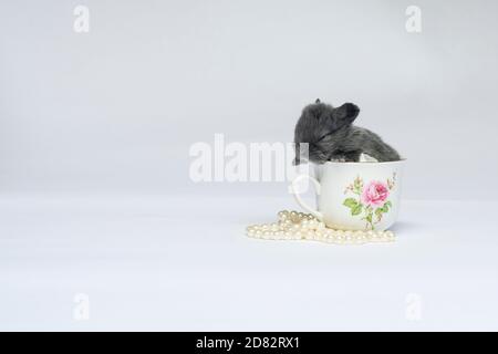 Baby Bunny Sitting in Teacup by Pearls Stock Photo
