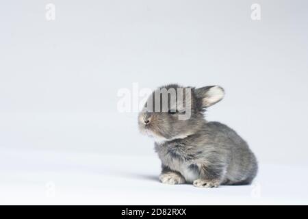 Gray Baby Bunning Sitting on White Background Stock Photo