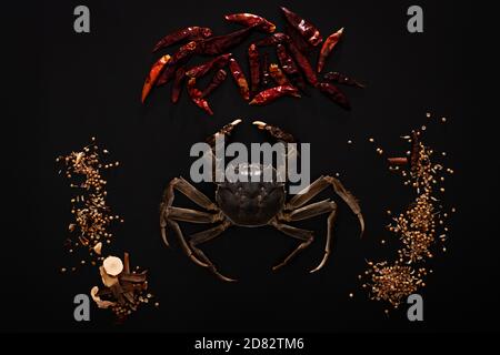 Raw Shanghai hairy crab or Chinese mitten crab (Eriocheir sinensis) with Chili and herb on black background Stock Photo