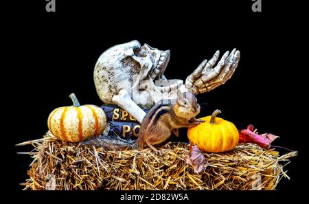 Adorable chubby chipmunk poses in this spooky Halloween still life with pumpkins and a skull and bones Stock Photo