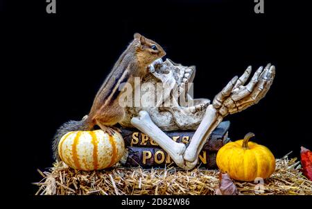 Furry chipmunk climbs over this spooky skull and bones in this Halloween scene Stock Photo