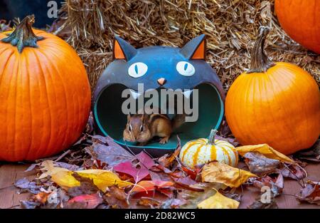 cute Halloween display has a visitor in the cat mouth.... a curious striped chipmunk Stock Photo