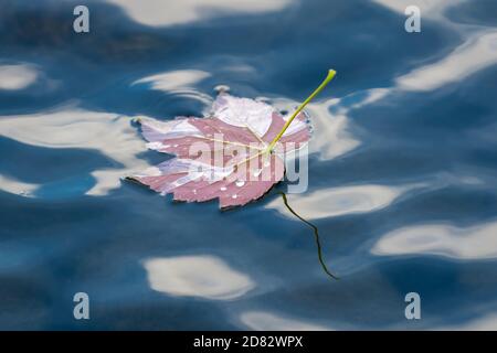 A golden color autumn maple leaf floating in blue water with the reflections of the sky and clouds. Stock Photo