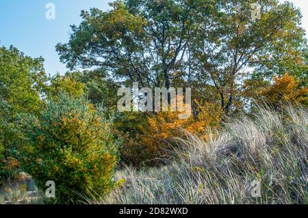 Changing leaves on a crisp fall day on the dunes of Lake Michigan in Michigan USA Stock Photo