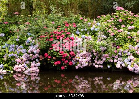 Hydrangeas of different color growing beside a stream in Ireland. Stock Photo