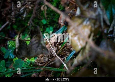 Frog in the foliage Stock Photo