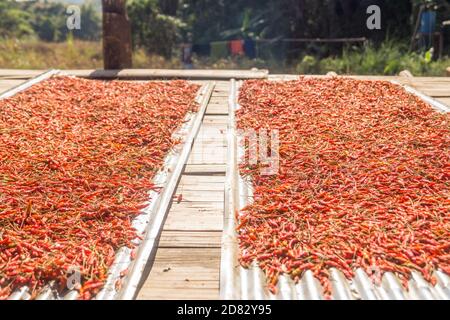 red hot chili peppers drying Stock Photo