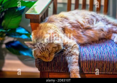 Large yellow cat sleeps on a chair in a warm golden sunbeam Stock Photo