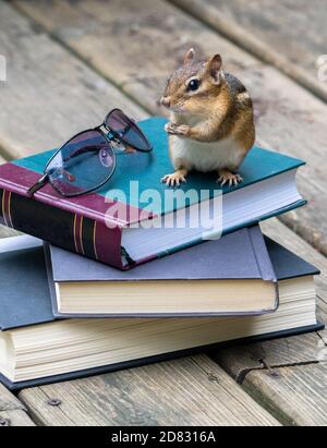 Small chipmunk rodent checks out a stack of books left on the deck for some summertime reading Stock Photo
