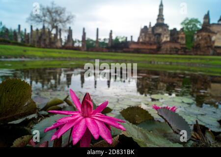 lily flower on a lake with temple ruins in background Stock Photo