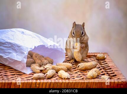 Cute chipmunk poses with a bag of peanuts in the shell on a wicker table Stock Photo