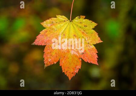 Vine maple leaf in fall color; North Fork Middle Fork Willamette River Trail, Cascade Mountains, Oregon. Stock Photo