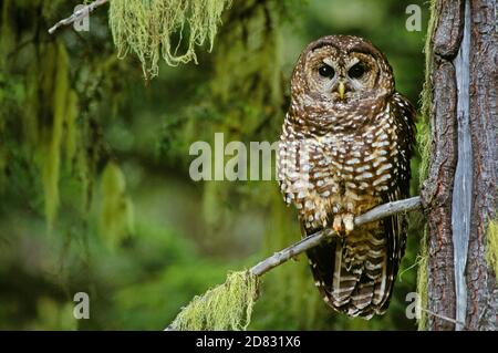 Northern Spotted Owl in old-growth forest; Willamette National Forest, Cascade Mountains, Oregon, USA. Stock Photo