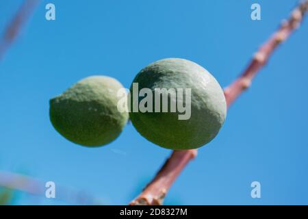 Young Mango fruits on a tree, growing in an Australian coastal backyard garden, blue sky background Stock Photo