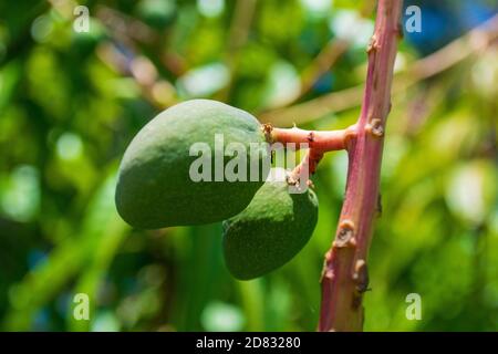 Young Mango fruits on a tree, growing in an Australian coastal backyard garden, blurred leaves and tree in background Stock Photo