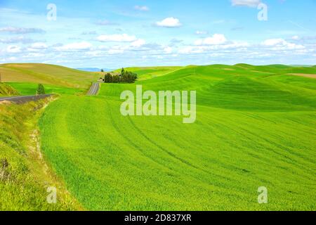 Wheat Fields of the Palouse Region, Washington-USA Stock Photo