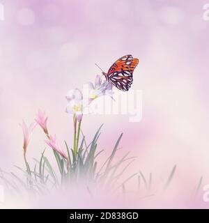 Pink rain Lily (Zephyranthes rosea) Flowers and butterfly in the garden Stock Photo