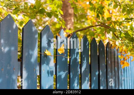A blue wooden picket fence with a chestnut tree in the background. The leaves on the tree range in color from green to orange. Stock Photo