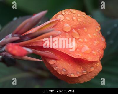 Closeup of freshly wet from the rain, Orange Canna Lily flowers and buds Stock Photo