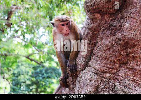 a asian monkey looking for food around Stock Photo