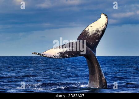 Very large playful humpback whale displaying its uniquely marked tail. Stock Photo