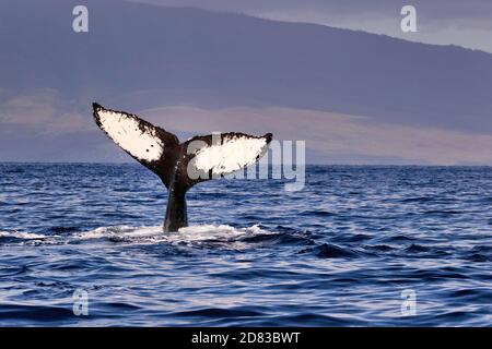 Very unique and beautiful humpback whale tail seen in the waters of maui. Stock Photo