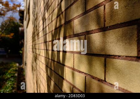 Beige brick wall with red pointing and the shadow of a tree falling on it. Mellow autumn colours on Fifth Avenue, Ottawa, Ontario, Canada. Stock Photo