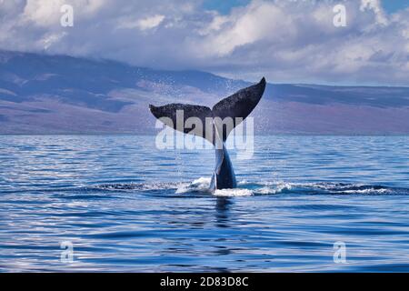 Playful humpback displaying its distinctive tail to onlookers. Stock Photo