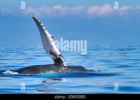 Beautiful humpback whale on its side waving its pectoral fin. Stock Photo