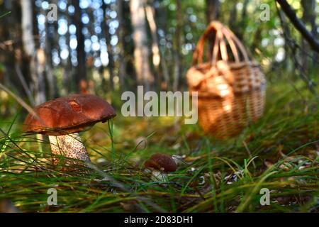 Large and small mushrooms are brown podosinoviki next to in the grass sedge, in the woods, near the abandoned basket. Stock Photo