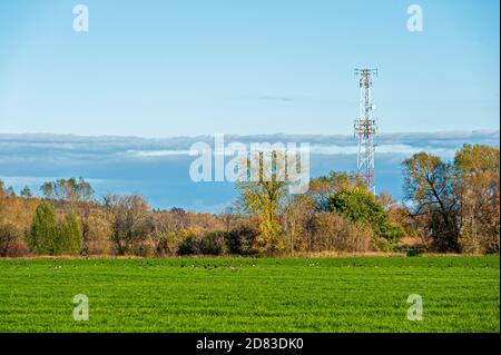 Microwave tower behind bushes and field Stock Photo
