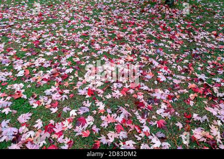 Fallen leaves in autumn Stock Photo