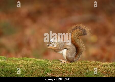 An American red squirrel Tamiasciurus hudsonicus sitting on a mossy branch eating food in Fall Stock Photo