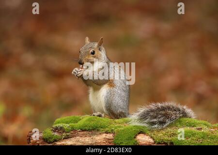 Gray squirrel Sciurus carolinensis sitting on a mossy branch in Fall eating food Stock Photo