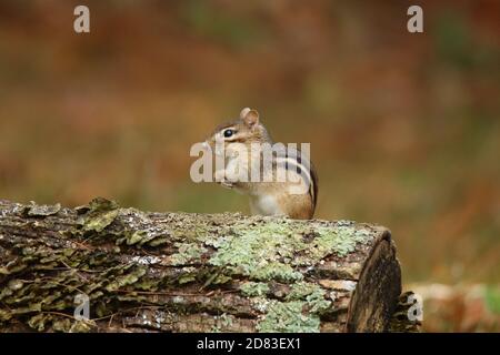 Eastern chipmunk Tamias striatus in Fall sitting on a log in side view Eastern chipmunk Tamias striatus in Fall sitting on a log in side view