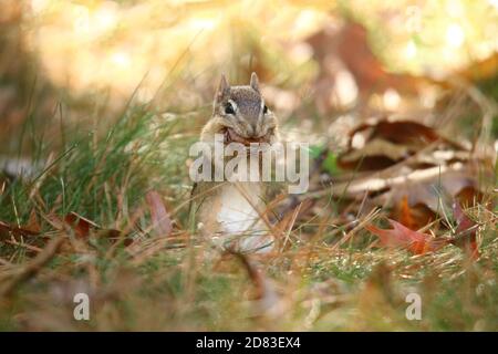 Eastern chipmunk Tamias striatus collecting leaves in Fall to line the burrow for winter.  Leaves are folded neatly to fit into the cheek pouches Stock Photo