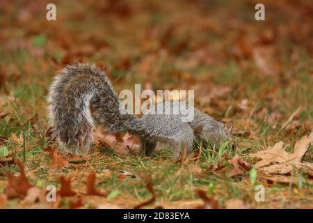 American gray squirrel Sciurus carolinensis burying acorns in Fall to store away for winter Stock Photo