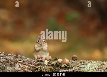 Eastern Chipmunk Tamias striatus sitting on a log eating acorns in Fall Stock Photo