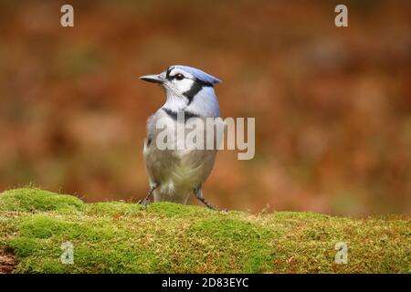Blue Jay Cyanocitta cristata perching on a mossy log in Fall Stock Photo